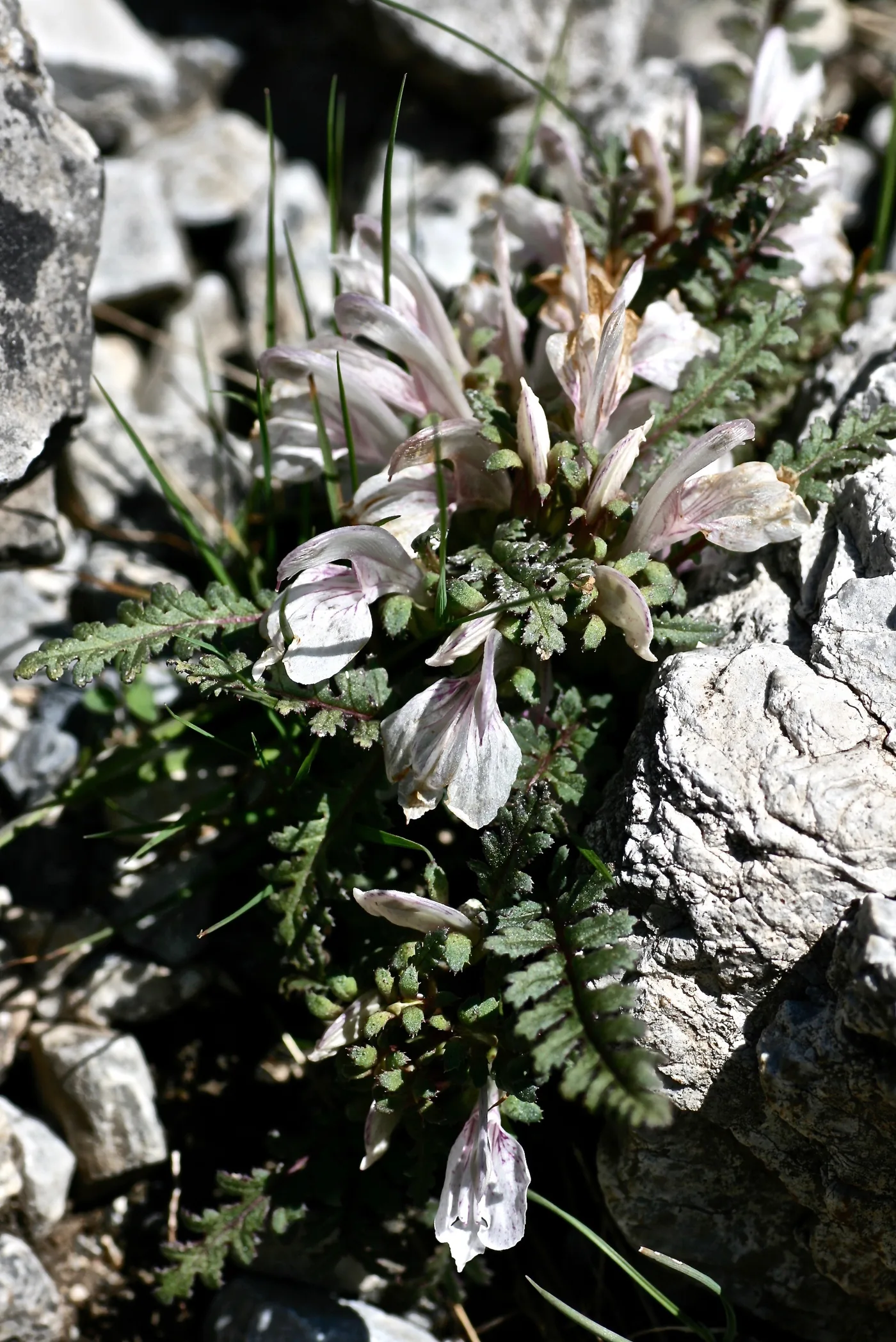 Высокогорное растение Pedicularis waldheimii среди камней в урочище Суу-Баши
