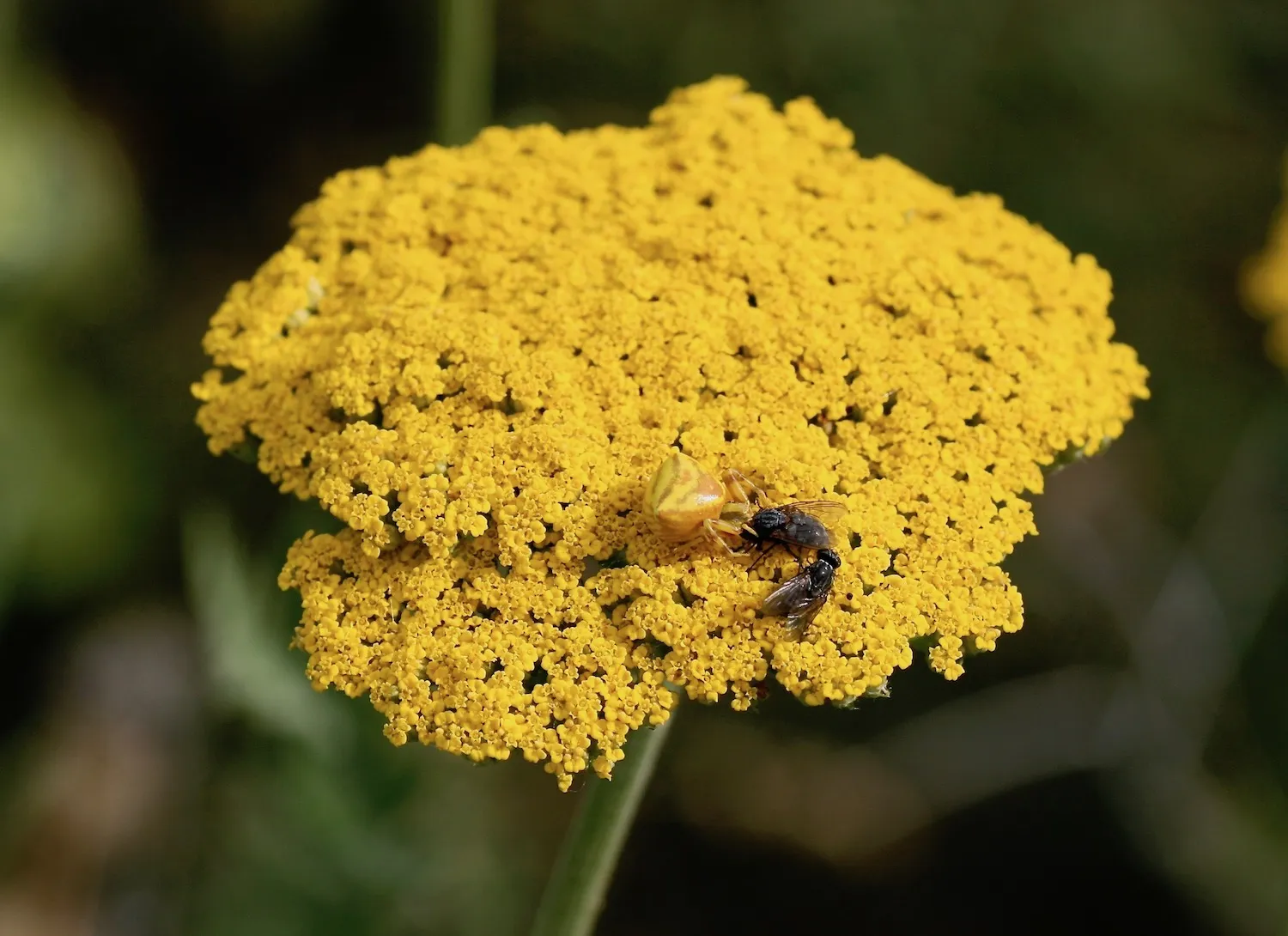 Araignée-crabe sur une inflorescence d’achillée