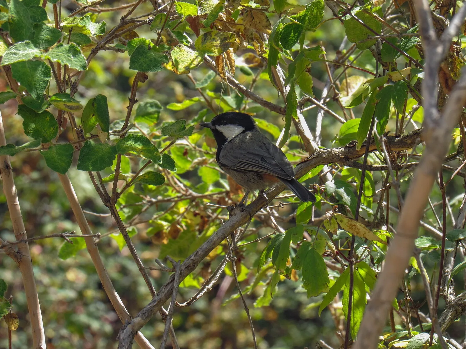 Mésange à nuque rousse posée sur une branche à Ala-Archa
