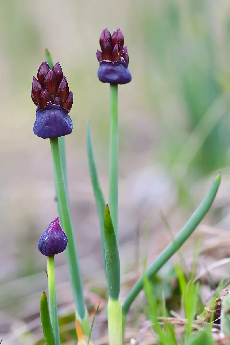 Allium atrosanguineum en fleurs sur un versant au-dessus du lac Suttuu-Bulak