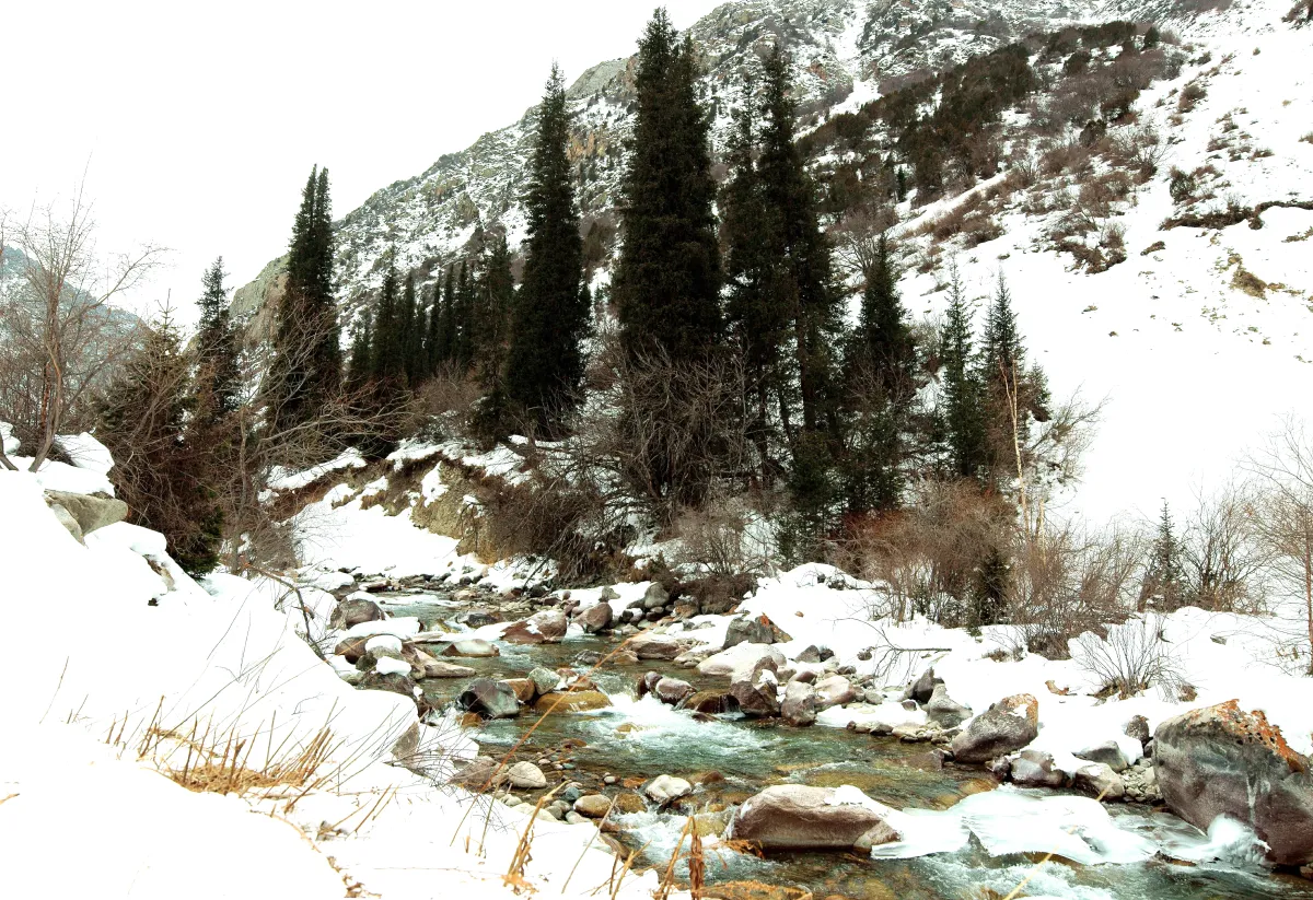 Torrent de montagne, conifères et versant enneigé à Ala-Archa