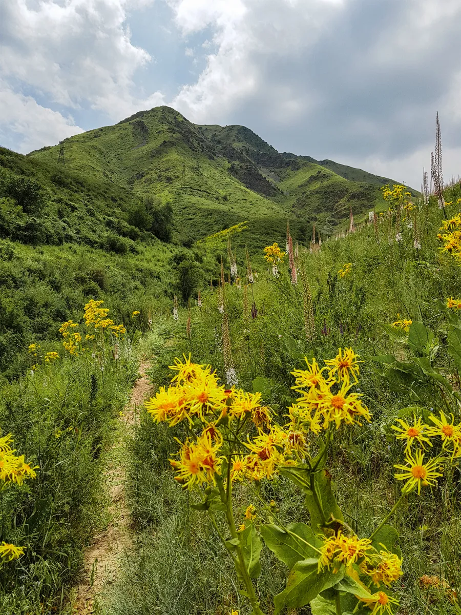 Sentier étroit parmi les fleurs d’altitude et les pentes vertes de Chunkurchak