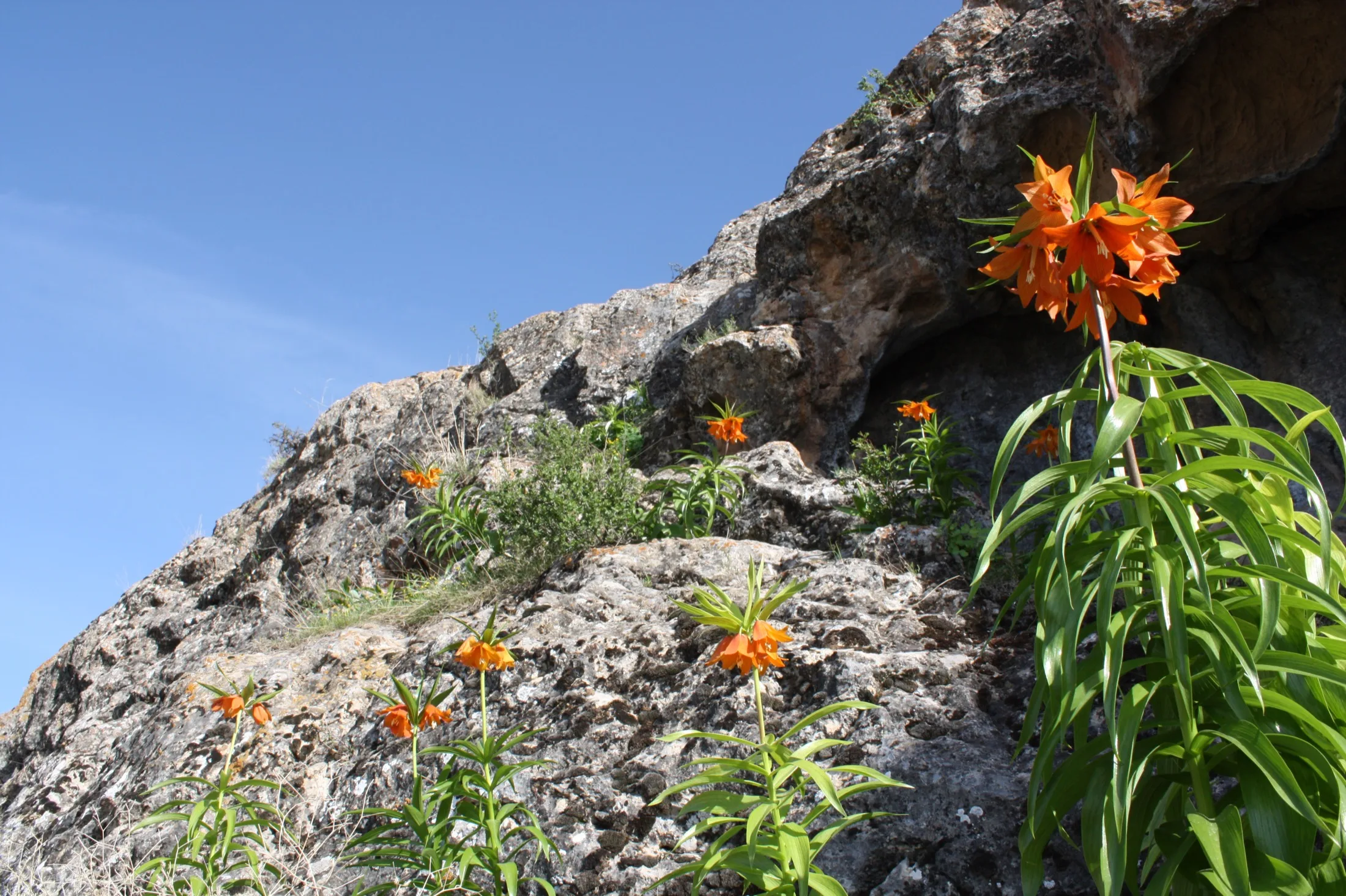 Plusieurs aiguls en fleurs sur un versant rocheux