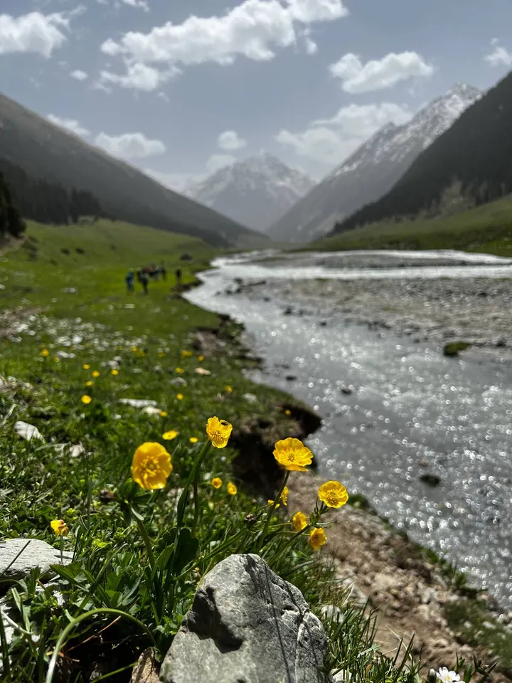 Araşan Nehri kıyısındaki sarı dağ çiçekleri