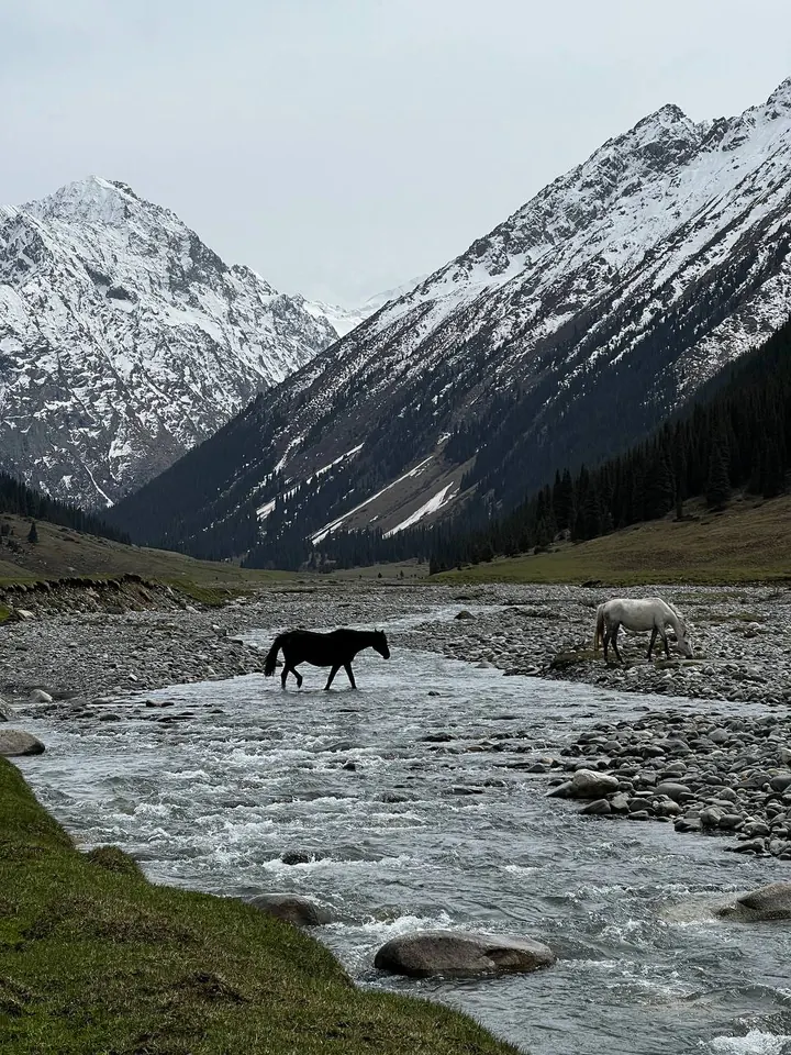 Altın-Araşan’ın karlı yamaçları önünde nehri geçen atlar