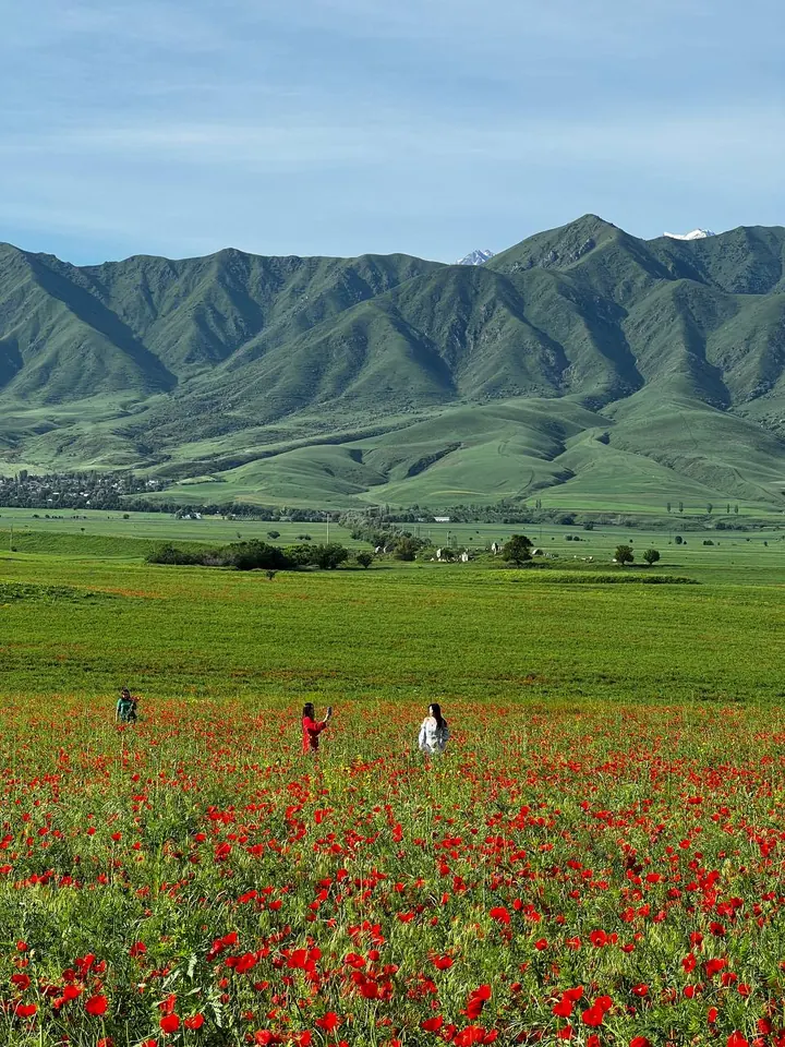 Petits groupes de coquelicots avec des personnes au loin