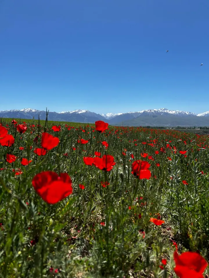Coquelicots dispersés dans l’herbe verte