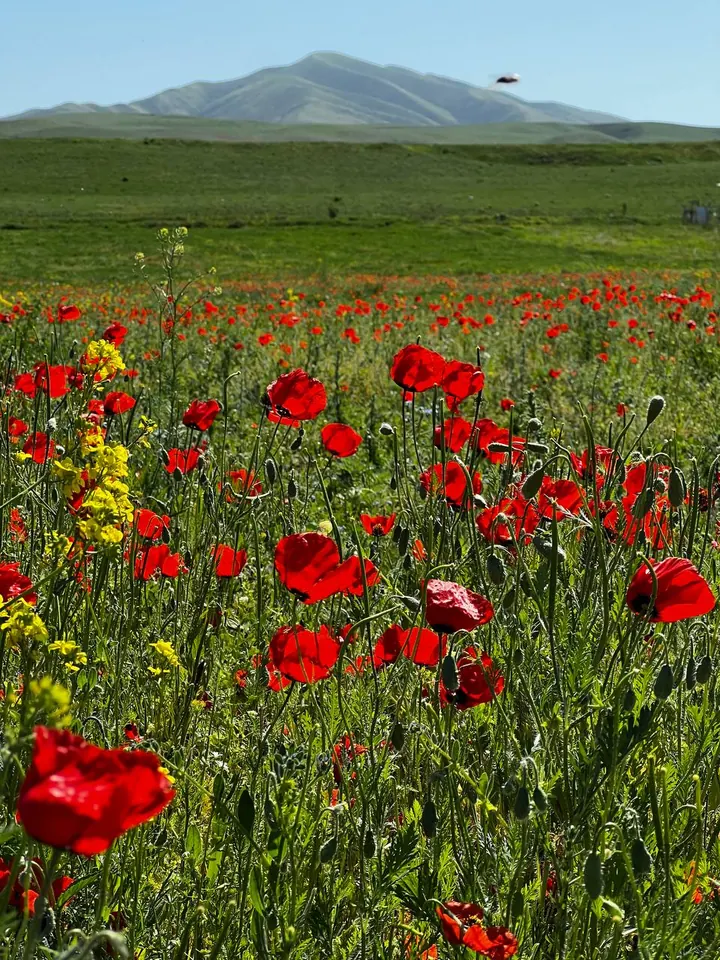 Coquelicots répartis sur un versant herbeux