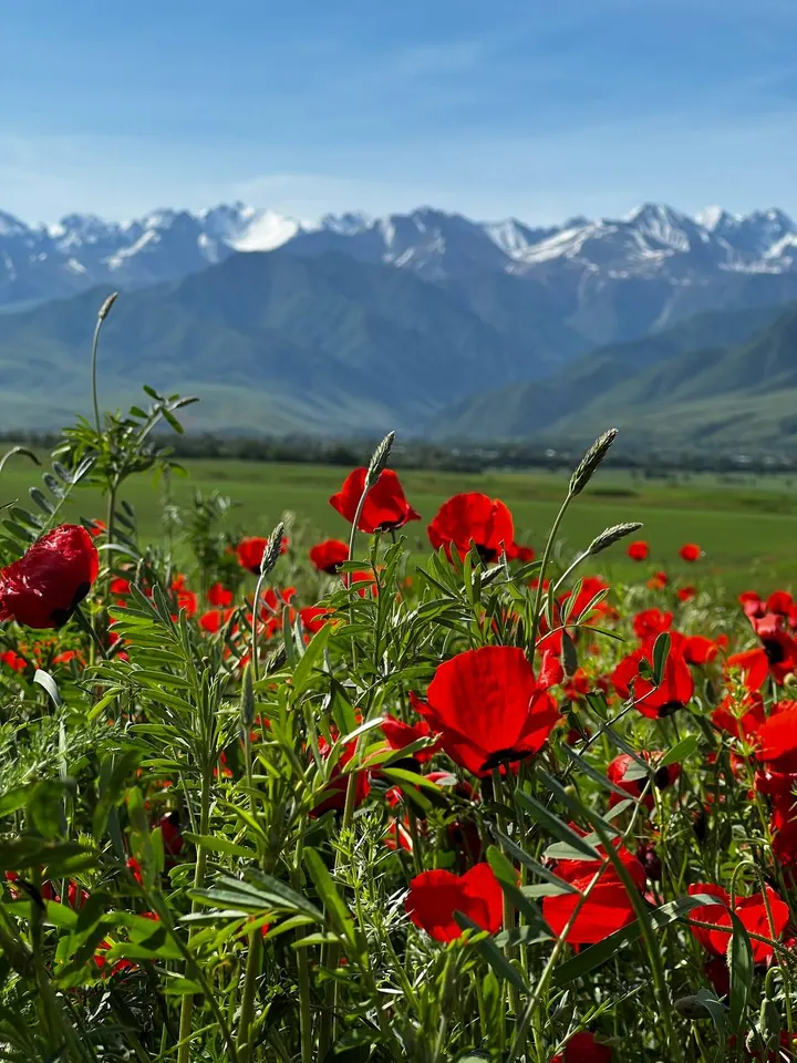 Coquelicots avec l’Ala-Too kirghiz à l’arrière-plan
