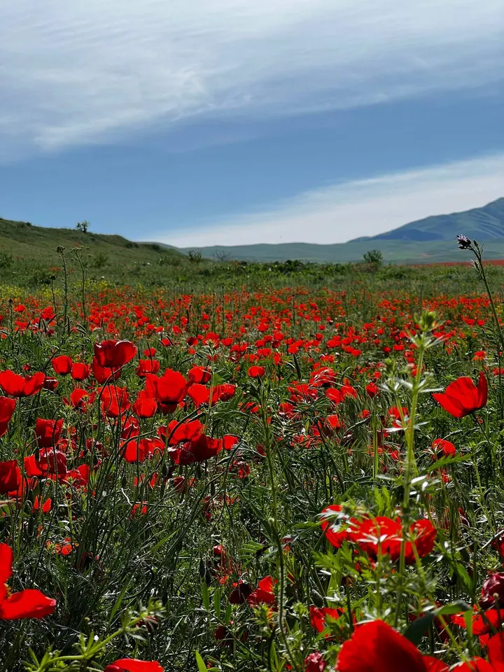 Bande plus dense de coquelicots rouges