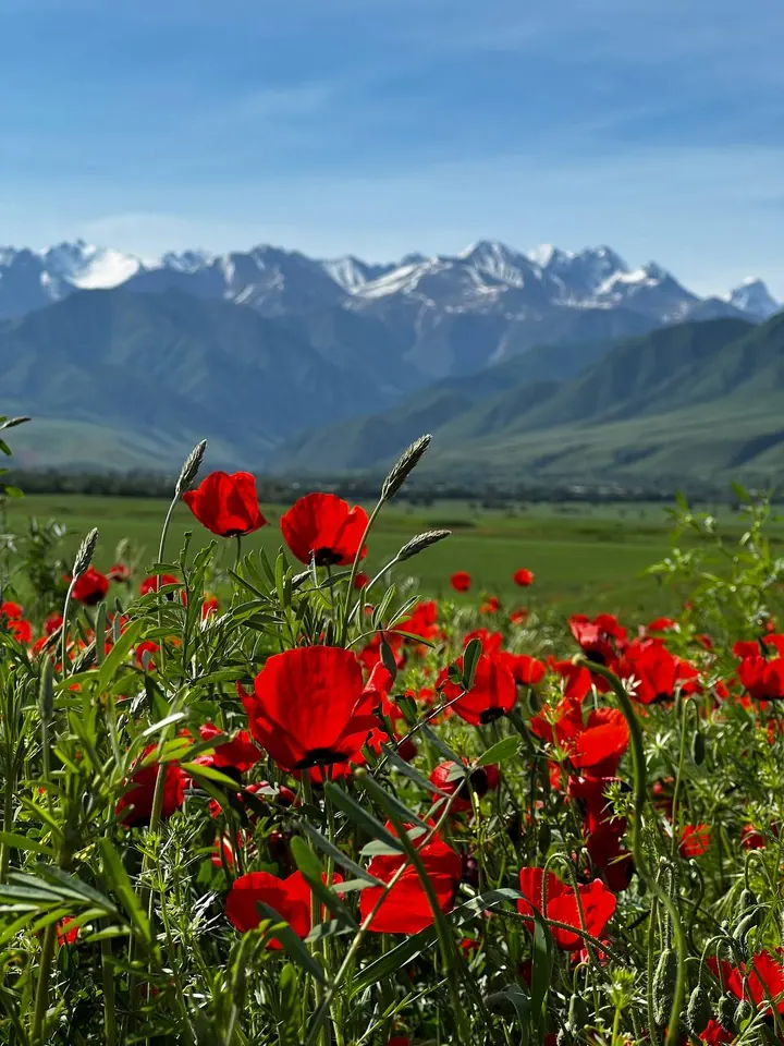 Coquelicots dominant la vallée et les montagnes