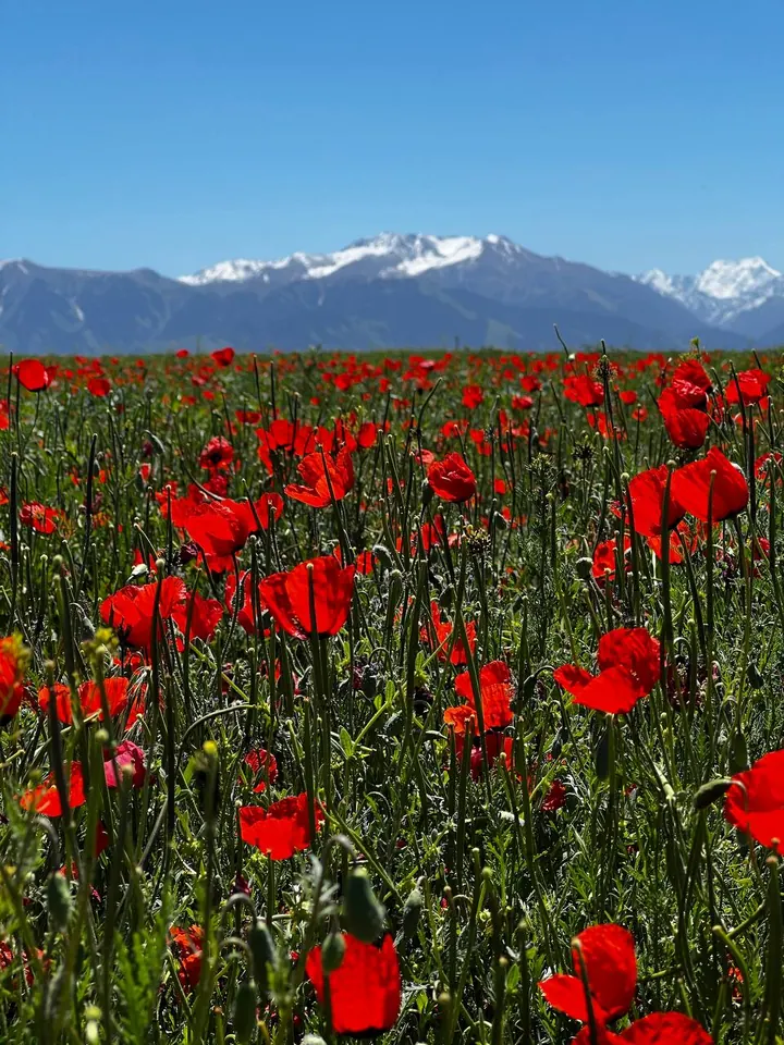Grand coquelicot au premier plan devant la crête