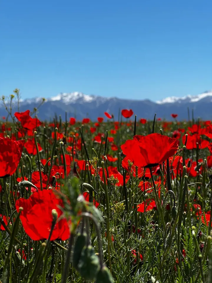 Grands coquelicots rouges au premier plan devant des sommets enneigés