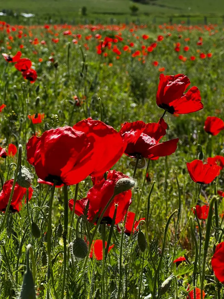 Quelques coquelicots épanouis en gros plan parmi des tiges vertes
