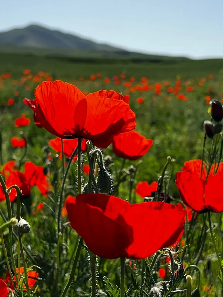 Un coquelicot isolé sur un arrière-plan doux