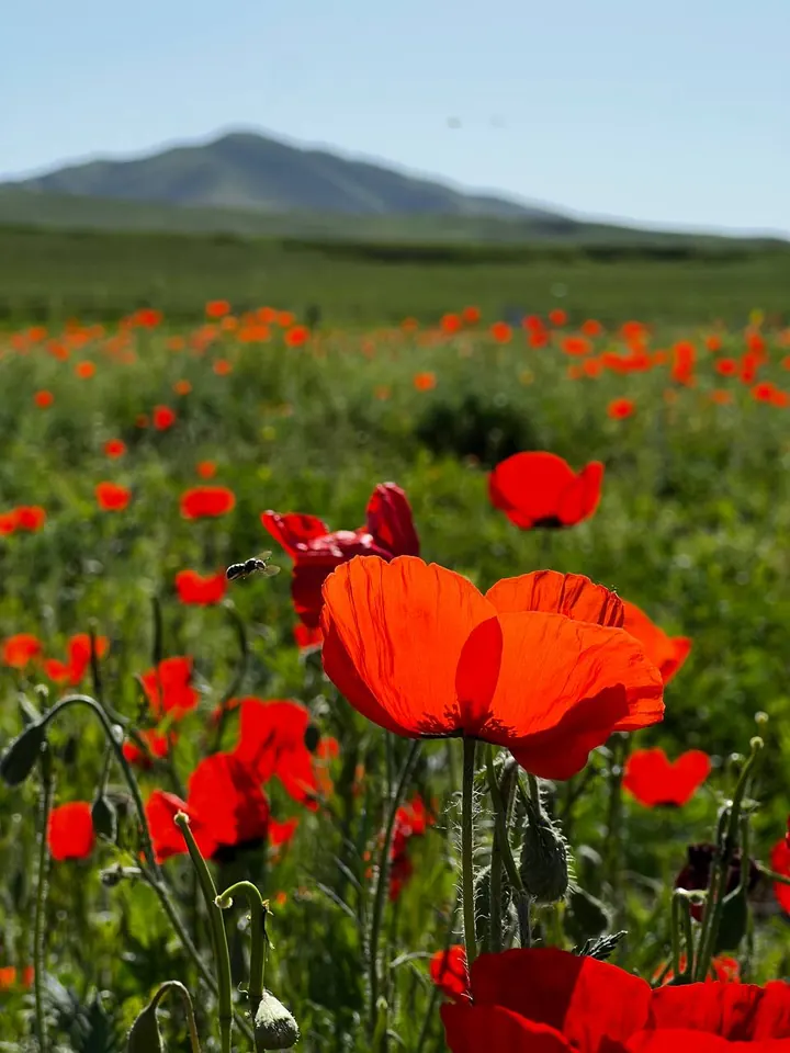Coquelicots nets au premier plan et paysage flou derrière