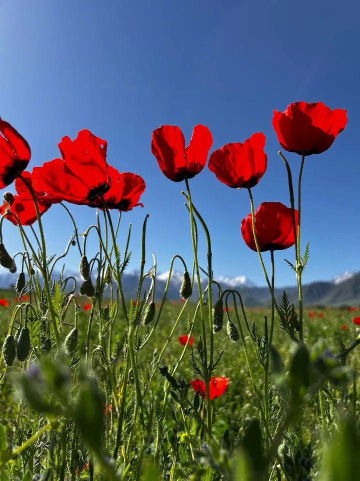 Coquelicots photographiés depuis un angle bas