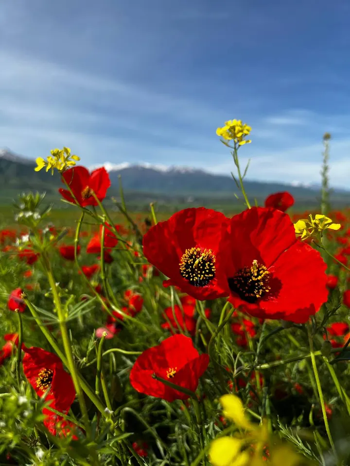 Coquelicots rouges mêlés à des fleurs jaunes