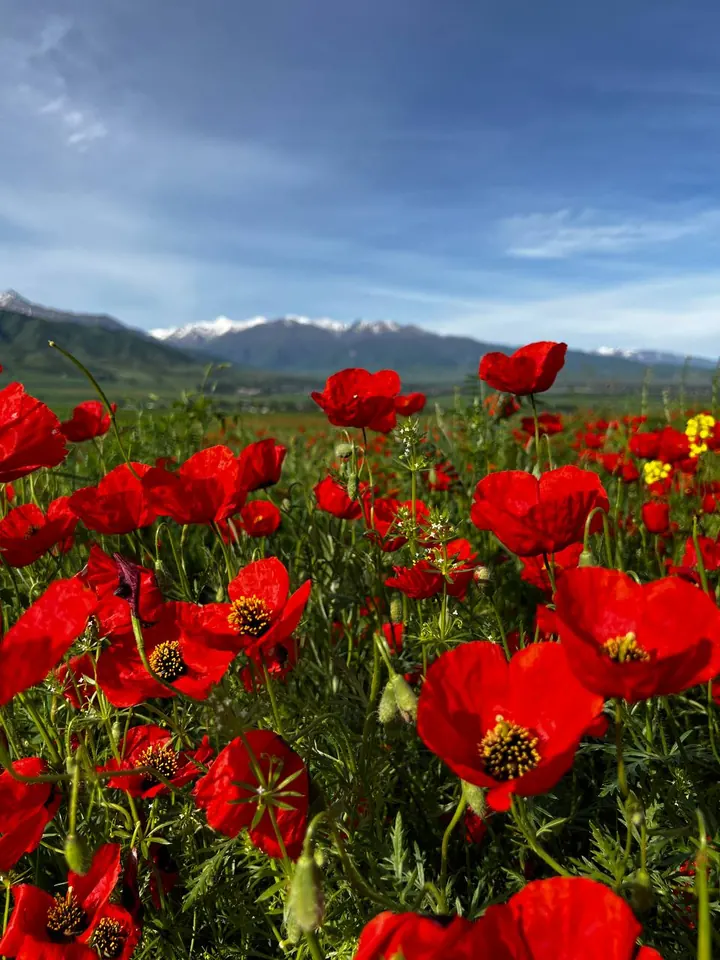 Coquelicots au premier plan dominant la vallée