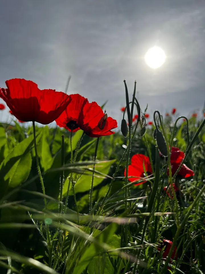 Coquelicots éclairés à contre-jour