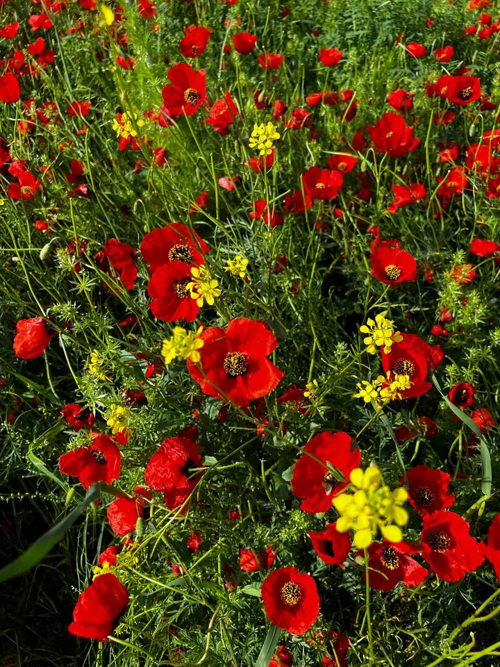Vue plongeante sur des coquelicots et d’autres fleurs